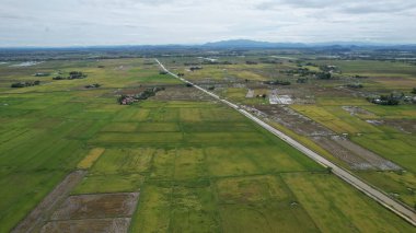 Kedah, Malezya 'nın Paddy Pirinç Tarlaları