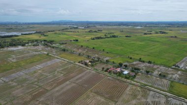 Kedah, Malezya 'nın Paddy Pirinç Tarlaları