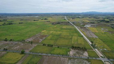 Kedah, Malezya 'nın Paddy Pirinç Tarlaları