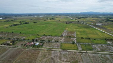 Kedah, Malezya 'nın Paddy Pirinç Tarlaları