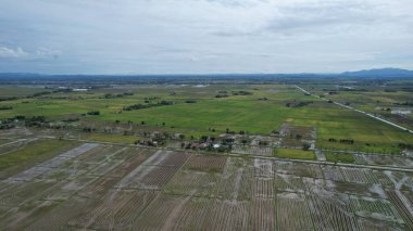 Kedah, Malezya 'nın Paddy Pirinç Tarlaları