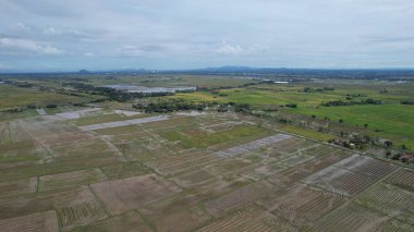 Kedah, Malezya 'nın Paddy Pirinç Tarlaları