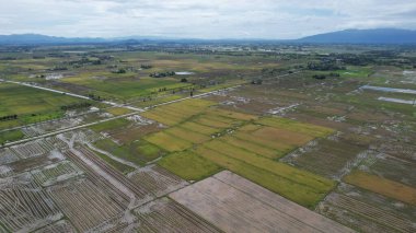 Kedah, Malezya 'nın Paddy Pirinç Tarlaları