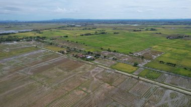 Kedah, Malezya 'nın Paddy Pirinç Tarlaları