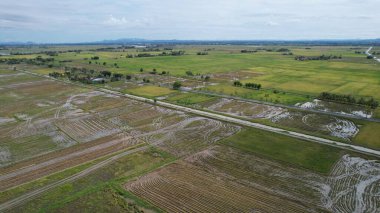 Kedah, Malezya 'nın Paddy Pirinç Tarlaları