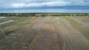 Kedah, Malezya 'nın Paddy Pirinç Tarlaları