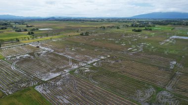 Kedah, Malezya 'nın Paddy Pirinç Tarlaları