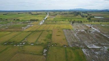 Kedah, Malezya 'nın Paddy Pirinç Tarlaları