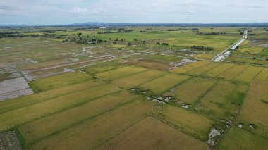 Kedah, Malezya 'nın Paddy Pirinç Tarlaları