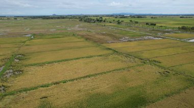 Kedah, Malezya 'nın Paddy Pirinç Tarlaları