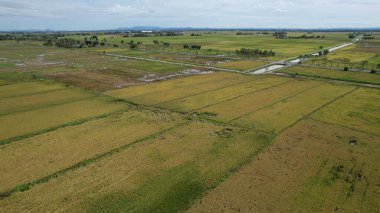 Kedah, Malezya 'nın Paddy Pirinç Tarlaları