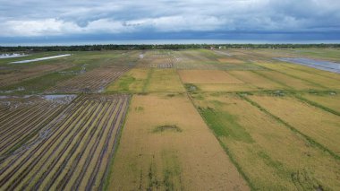 Kedah, Malezya 'nın Paddy Pirinç Tarlaları