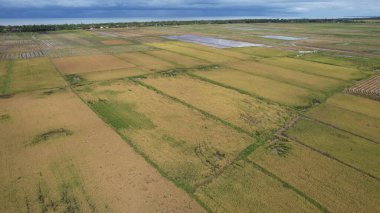 Kedah, Malezya 'nın Paddy Pirinç Tarlaları