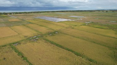 Kedah, Malezya 'nın Paddy Pirinç Tarlaları
