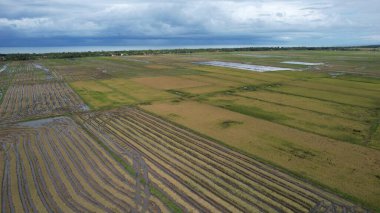Kedah, Malezya 'nın Paddy Pirinç Tarlaları