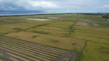 Kedah, Malezya 'nın Paddy Pirinç Tarlaları