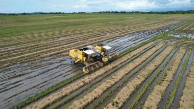 Kedah, Malezya 'nın Paddy Pirinç Tarlaları