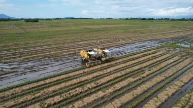 Kedah, Malezya 'nın Paddy Pirinç Tarlaları