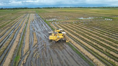 Kedah, Malezya 'nın Paddy Pirinç Tarlaları