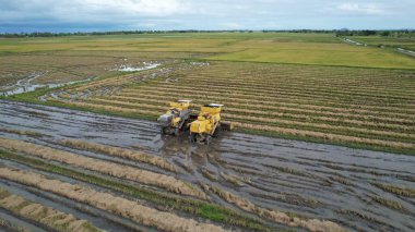 Kedah, Malezya 'nın Paddy Pirinç Tarlaları