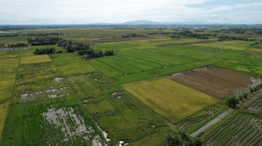 Kedah, Malezya 'nın Paddy Pirinç Tarlaları