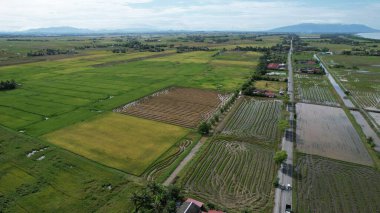 Kedah, Malezya 'nın Paddy Pirinç Tarlaları