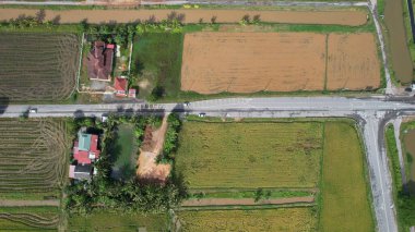 Kedah, Malezya 'nın Paddy Pirinç Tarlaları