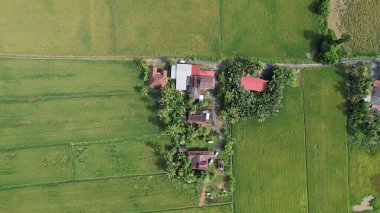 Kedah, Malezya 'nın Paddy Pirinç Tarlaları