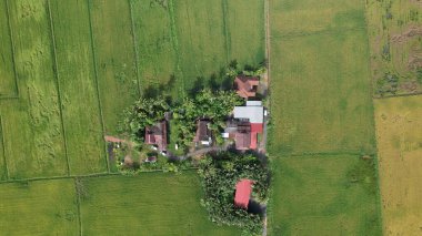 Kedah, Malezya 'nın Paddy Pirinç Tarlaları