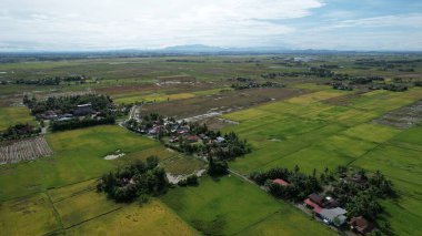 Kedah, Malezya 'nın Paddy Pirinç Tarlaları