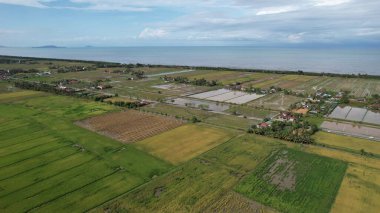 Kedah, Malezya 'nın Paddy Pirinç Tarlaları