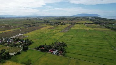 Kedah, Malezya 'nın Paddy Pirinç Tarlaları
