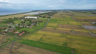 Malezya, Kedah 'daki Paddy Rice Tarlalarını tarayan traktörler