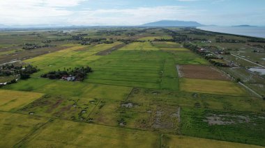Malezya, Kedah 'daki Paddy Rice Tarlalarını tarayan traktörler