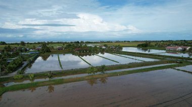 Malezya, Kedah 'daki Paddy Rice Tarlalarını tarayan traktörler