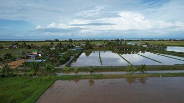 Malezya, Kedah 'daki Paddy Rice Tarlalarını tarayan traktörler