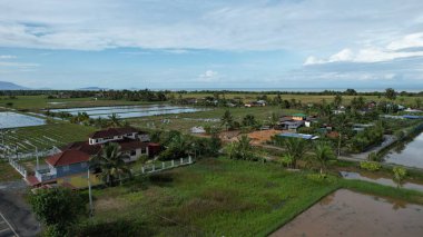 Malezya, Kedah 'daki Paddy Rice Tarlalarını tarayan traktörler