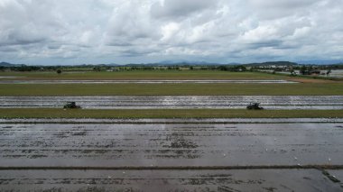 Malezya, Kedah 'daki Paddy Rice Tarlalarını tarayan traktörler
