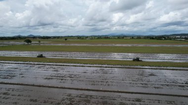 Malezya, Kedah 'daki Paddy Rice Tarlalarını tarayan traktörler