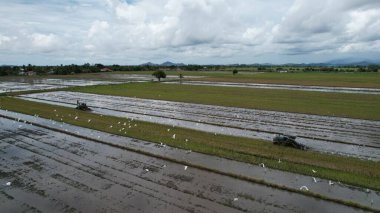 Malezya, Kedah 'daki Paddy Rice Tarlalarını tarayan traktörler