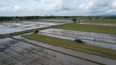 Malezya, Kedah 'daki Paddy Rice Tarlalarını tarayan traktörler
