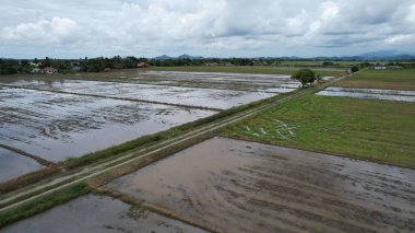Malezya, Kedah 'daki Paddy Rice Tarlalarını tarayan traktörler