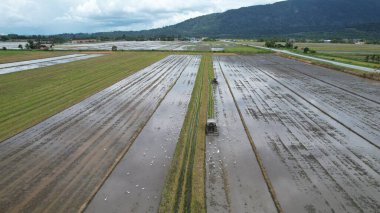 Malezya, Kedah 'daki Paddy Rice Tarlalarını tarayan traktörler