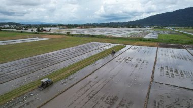 Malezya, Kedah 'daki Paddy Rice Tarlalarını tarayan traktörler