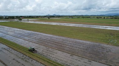 Malezya, Kedah 'daki Paddy Rice Tarlalarını tarayan traktörler