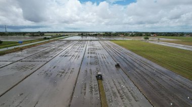 Malezya, Kedah 'daki Paddy Rice Tarlalarını tarayan traktörler