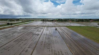 Malezya, Kedah 'daki Paddy Rice Tarlalarını tarayan traktörler