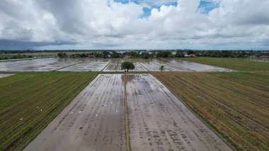 Malezya, Kedah 'daki Paddy Rice Tarlalarını tarayan traktörler