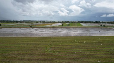 Malezya, Kedah 'daki Paddy Rice Tarlalarını tarayan traktörler