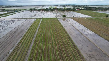 Malezya, Kedah 'daki Paddy Rice Tarlalarını tarayan traktörler